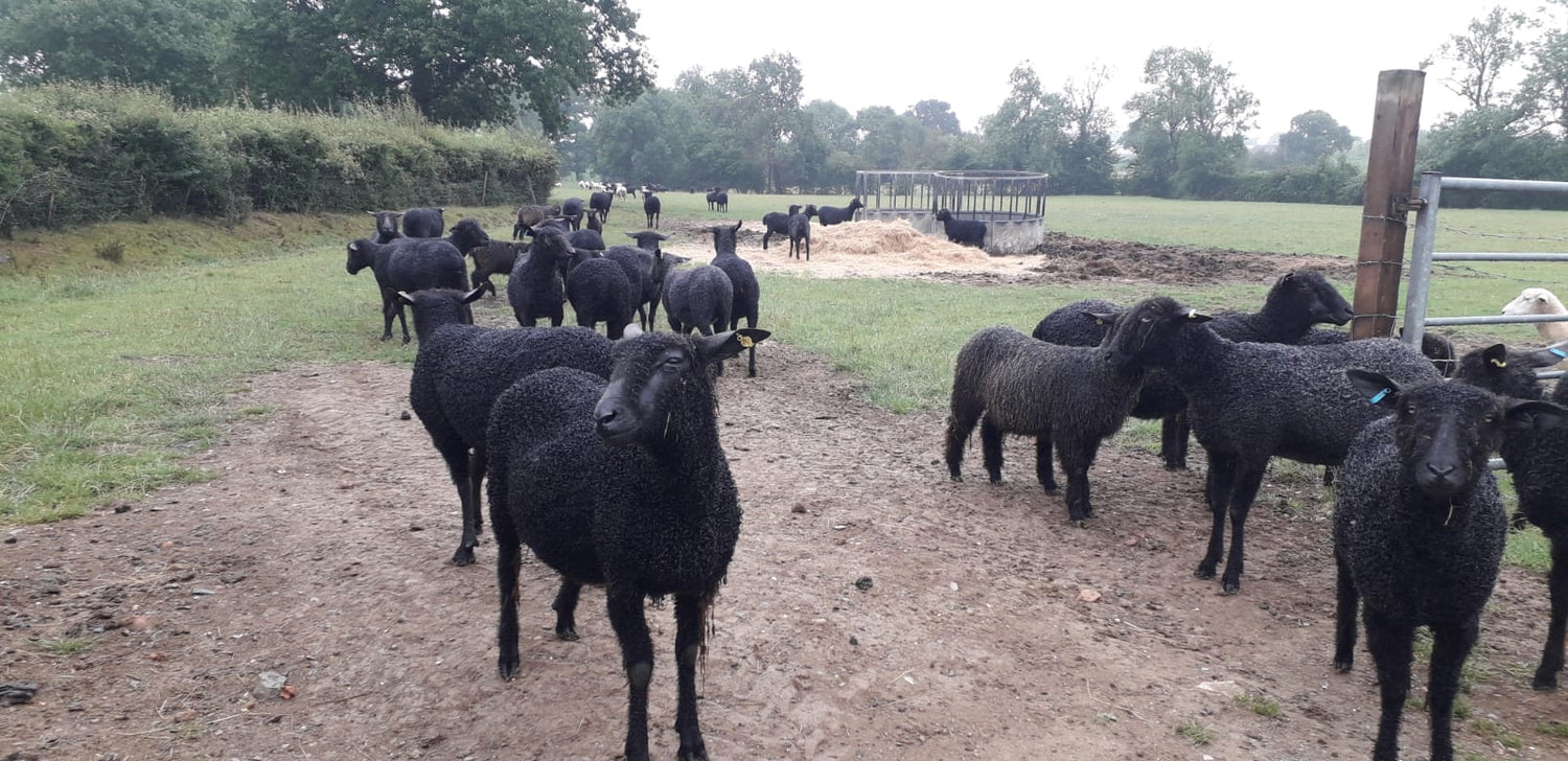 Rare Breed Week: Wensleydale.