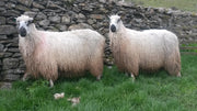 Rare Breed Week: Teeswater.