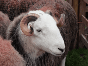 WOOLS OF THE UK: Herdwick.
