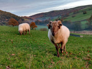 Rare Breed Week: Hill Radnor.