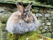 Fibre Focus Friday: Angora & Bigwigs Angora