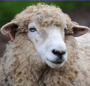 Wools of the UK: Kent Romney.