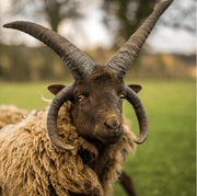 Wools of the UK: Manx Loaghtan.