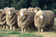 Fibre Focus Friday: Merino sheep & their Welfare.