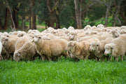 Fibre Focus Friday: Polwarth.