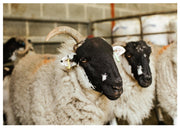 Rare Breed Week: Lonk.