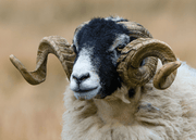 Wools of the UK: Swaledale.
