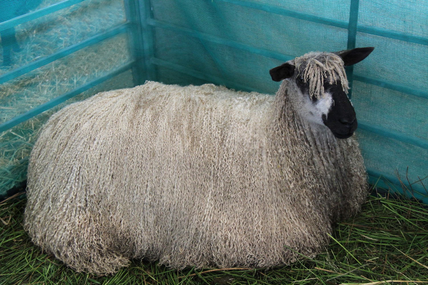 Wools of the UK: Teeswater.