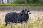 Fibre Focus Friday: Hebridean & The Vault Flock.