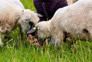The WoW Flock Diaries: Bring on the Bah Bahs