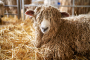 Fibre Focus Friday: Lincoln Longwool.