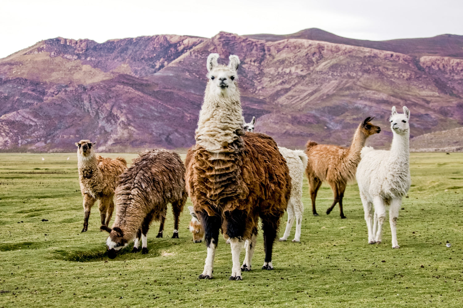 Firbre Focus Friday: Cracking Camelids.