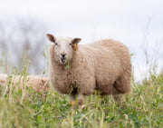 Wools of the UK: Cheviot.
