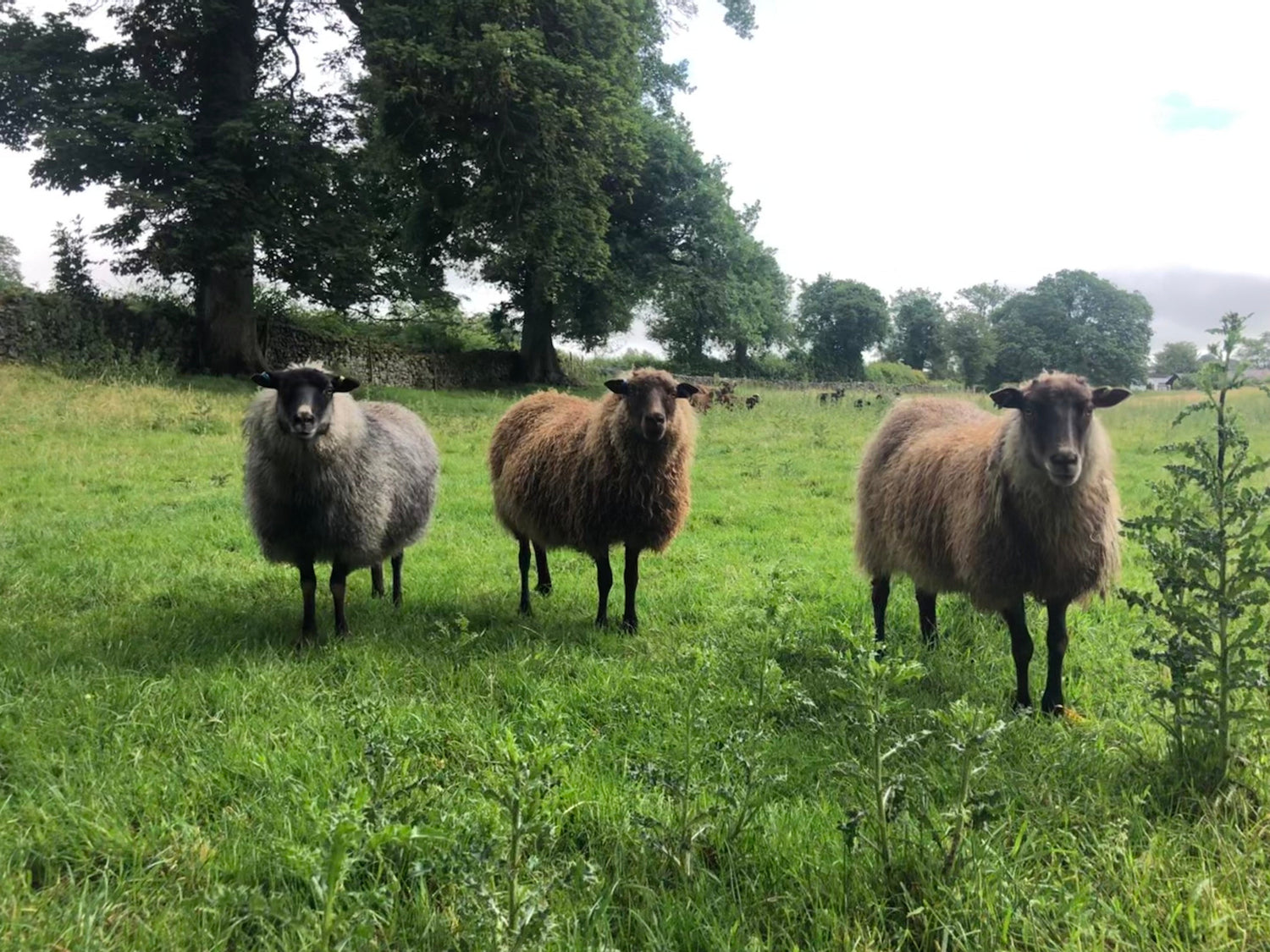 Fibre Focus Friday: Icelandic & The Escrigg Flock.
