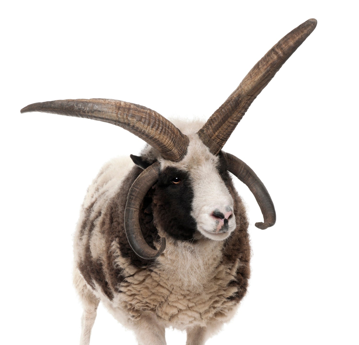 Wools of the UK: Jacob.