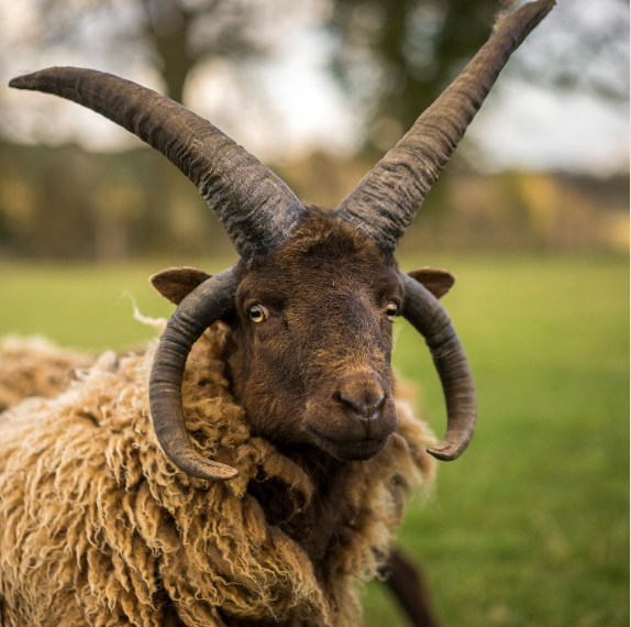 Wools of the UK: Manx Loaghtan