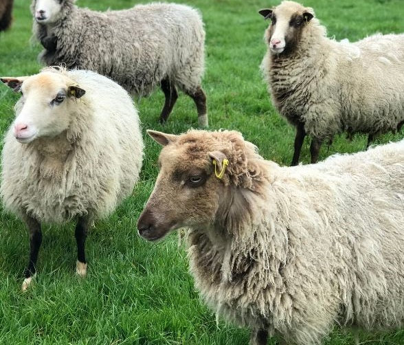 Wools of the UK: Shetland.