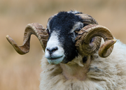 Wools of the UK: Swaledale.