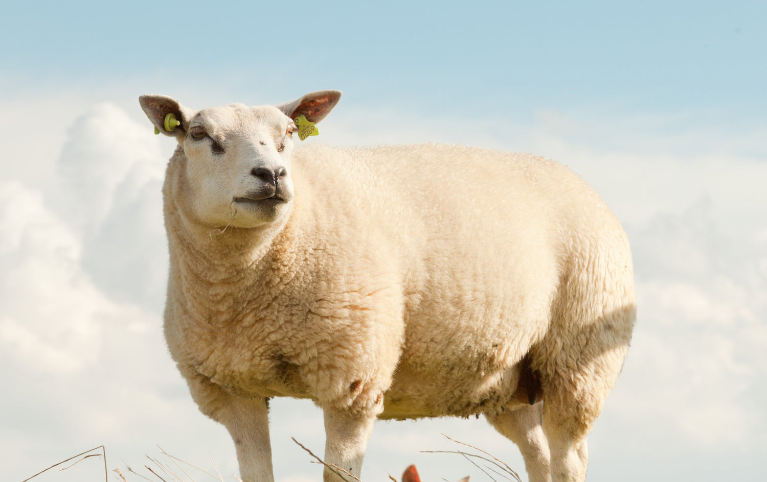 Wools of the UK: Texel.