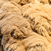 What is Vicuña Wool?.