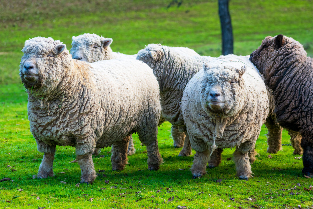 Fibre Focus Friday: Southdown