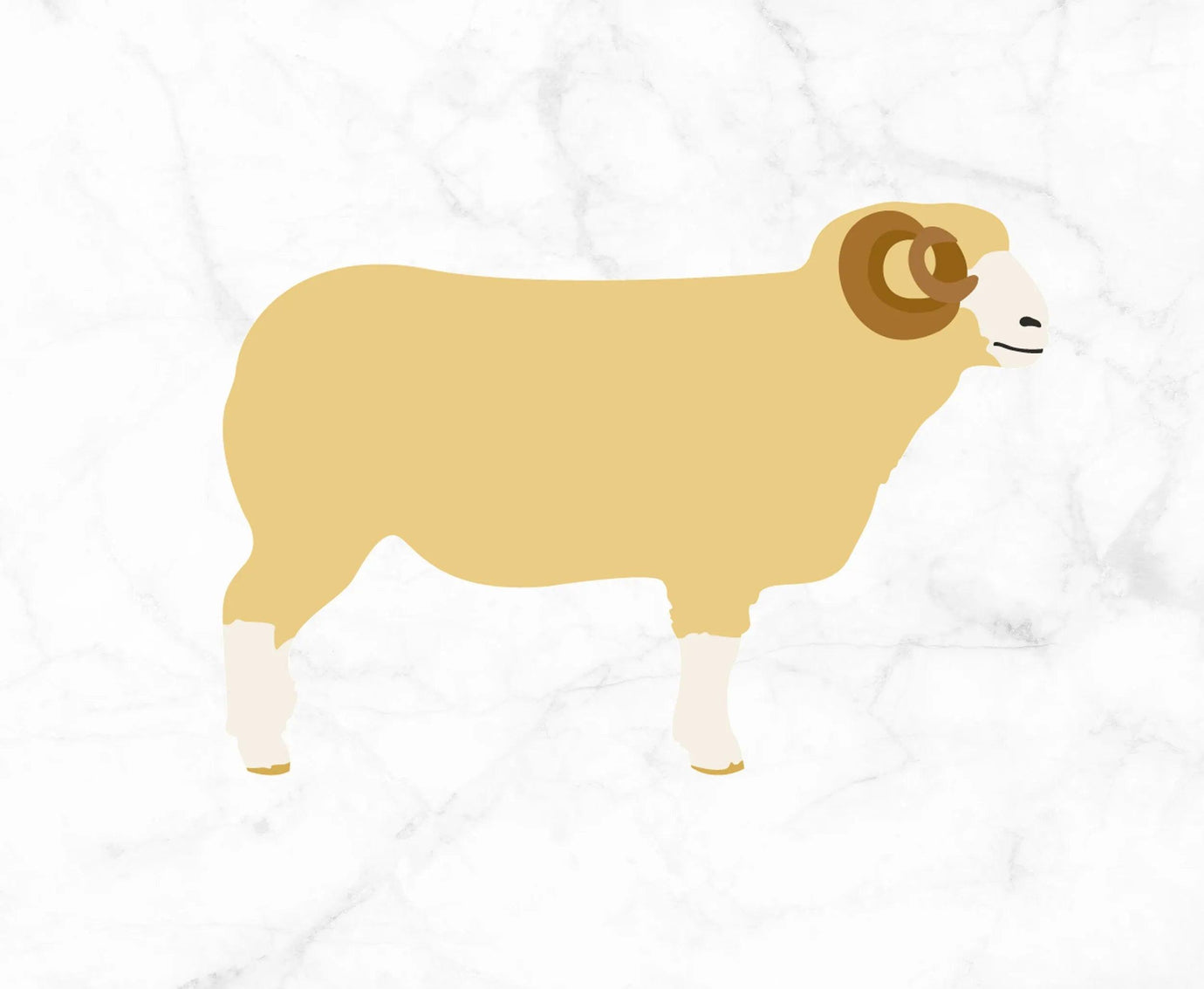 Dorset Horn.