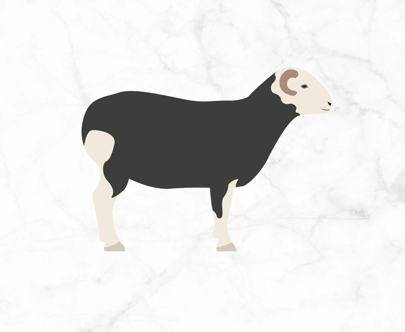 Herdwick.