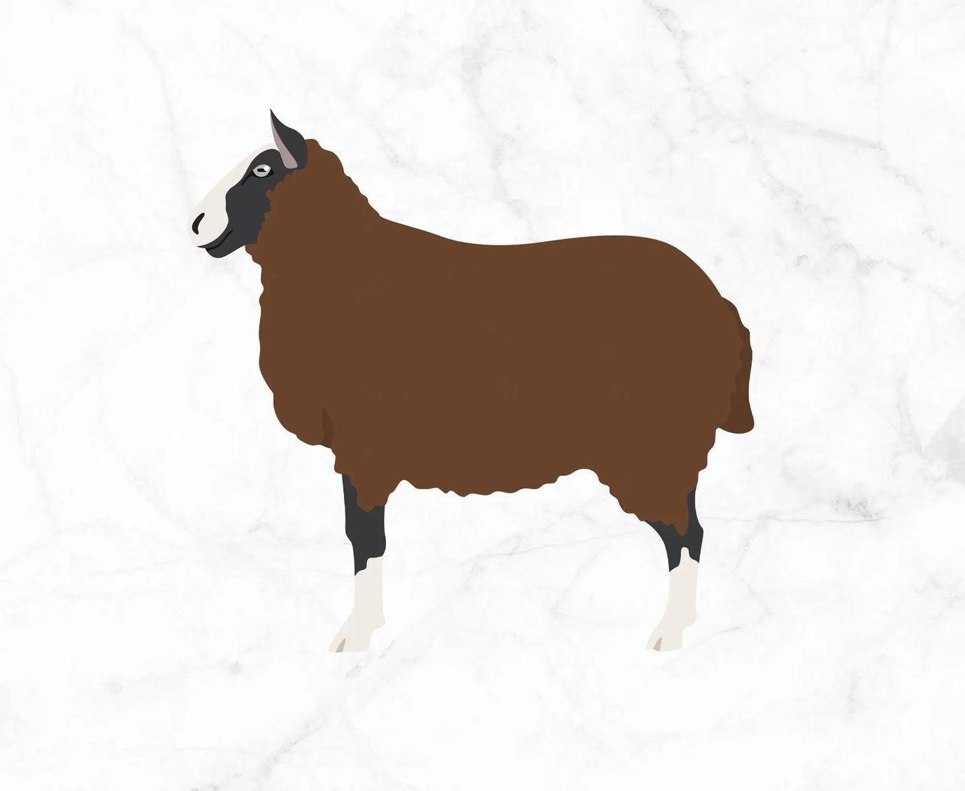 Zwartbles.