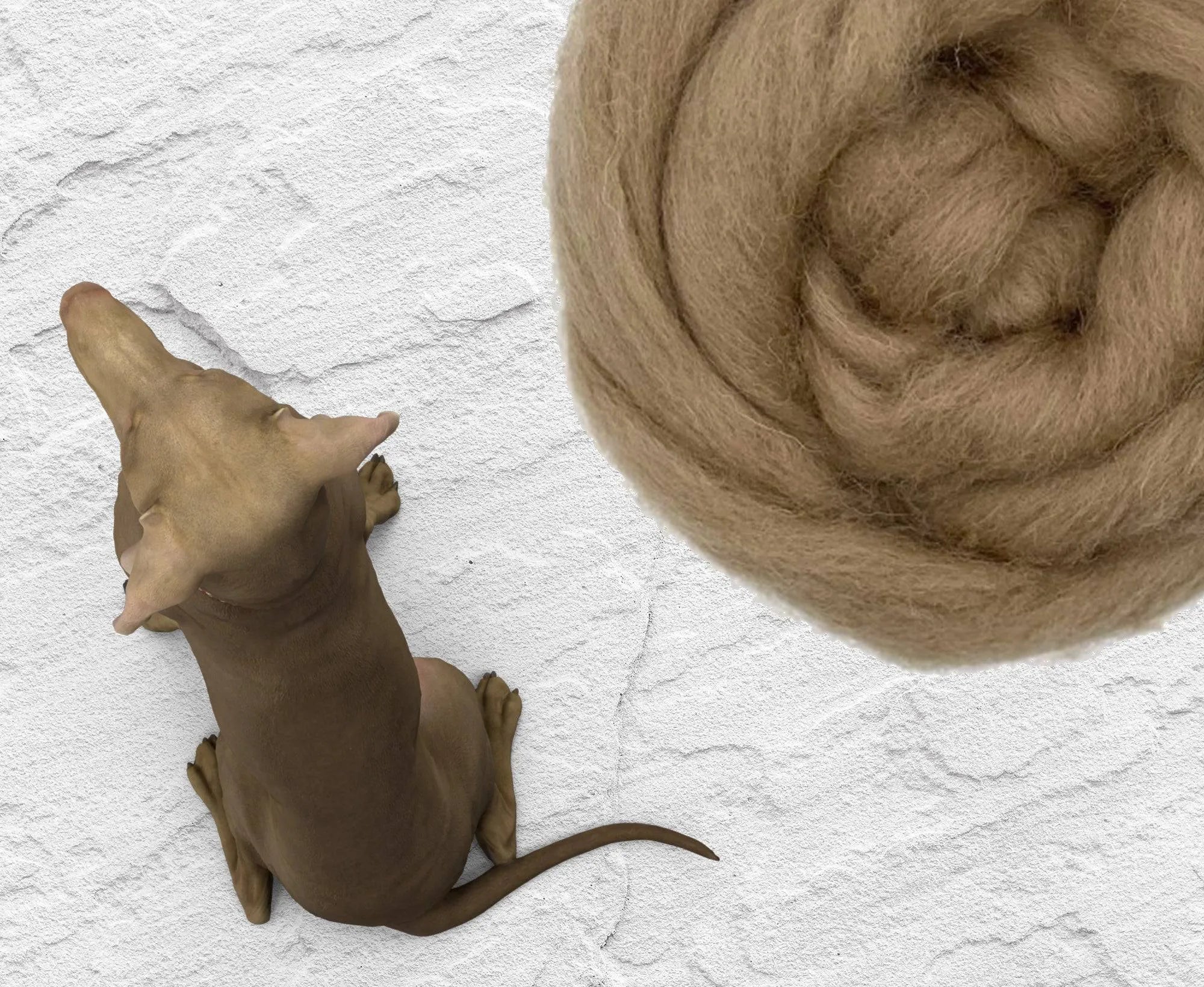 Shetland Hound.