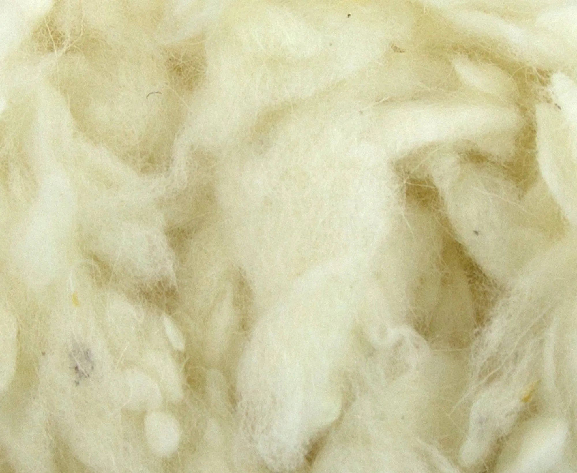 Merino Burrs.