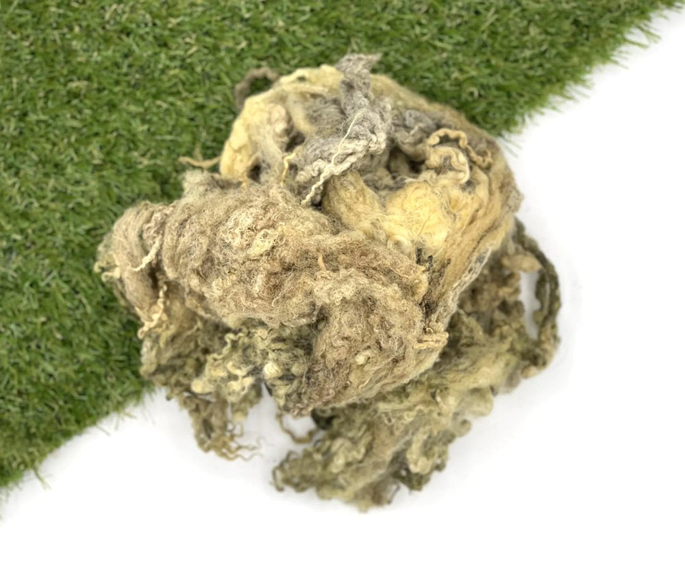 Greasy Raw Blue Faced Leicester Fleecewool.