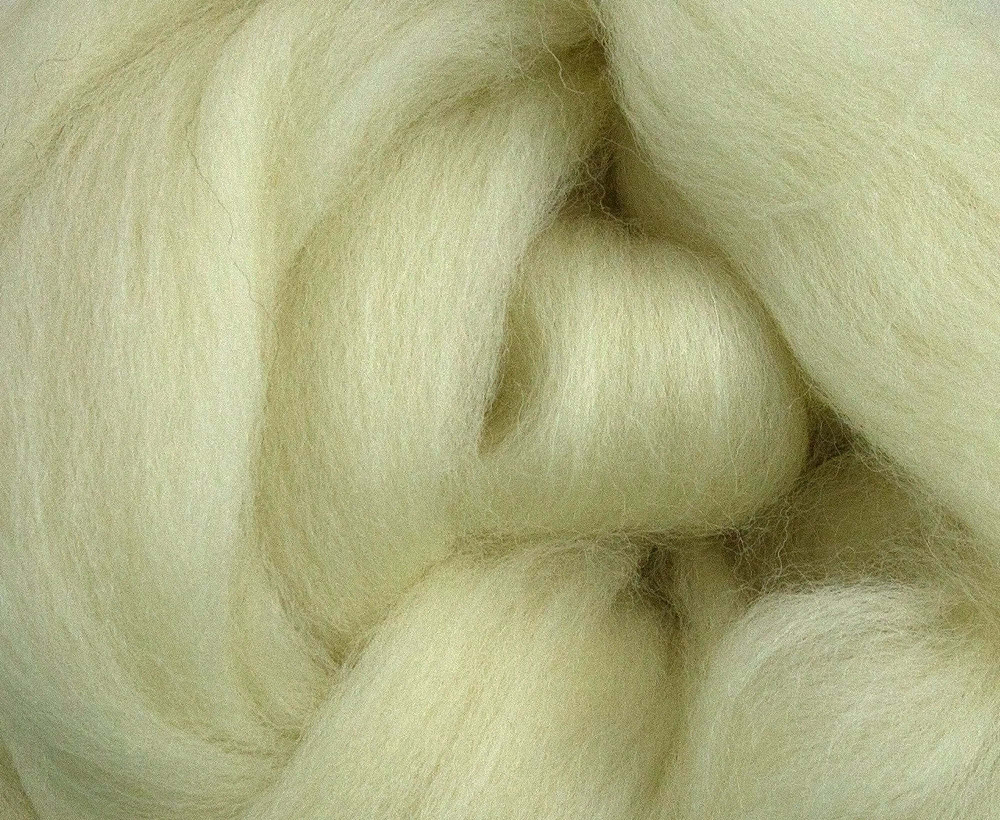 White Dorset Horn Top.