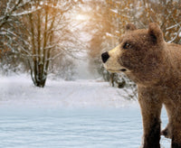 Bruno The Bear | Needle Felting Kit.