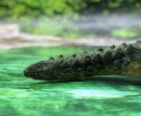 Coby The Crocodile | Needle Felting Kit.